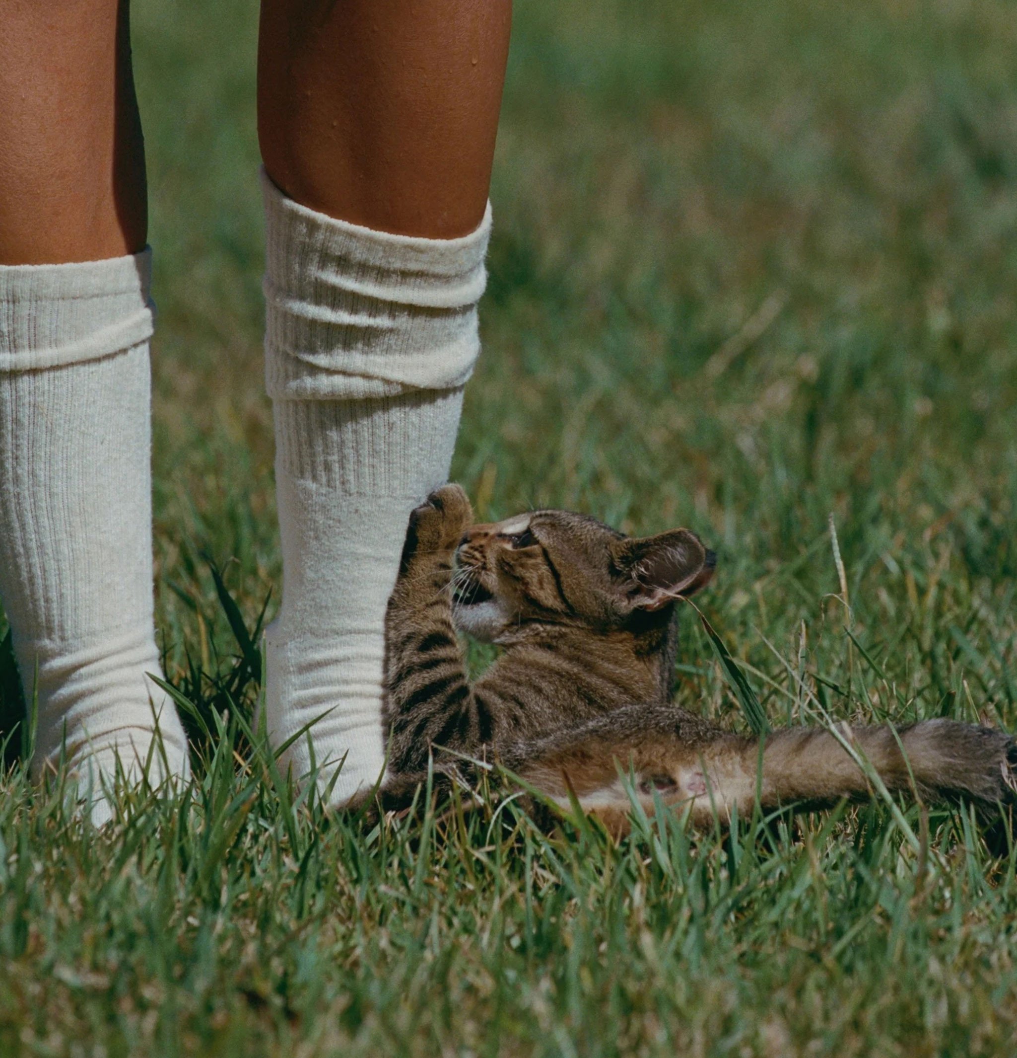 Jungmaven Long Crew Socks Shortbread